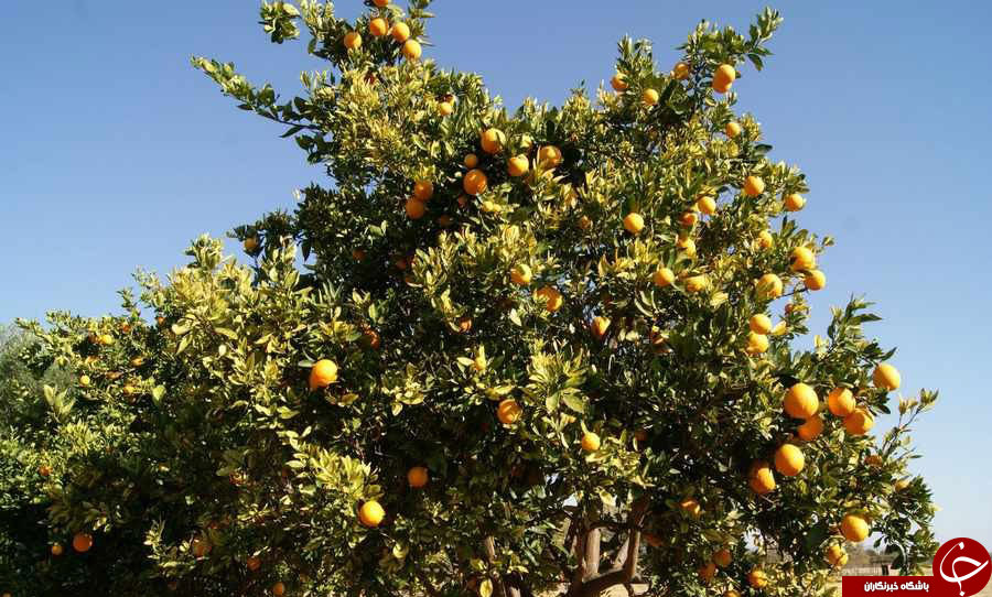 درختی عجیب با میوه الکل دار در آفریقا