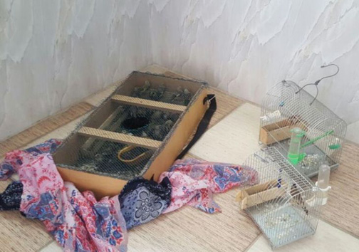 کشف ۲۹ قطعه سهره از متخلفان زیست محیطی در خرم آباد