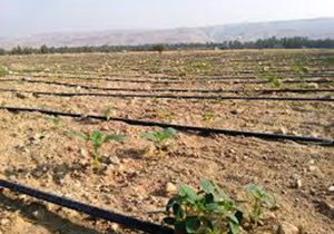 کشت کنجد در ۵۰۰ هکتار مزارع خنج