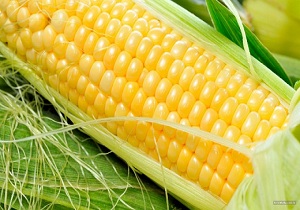 پیش بینی برداشت 82 هزار تن ذرت دانه ای