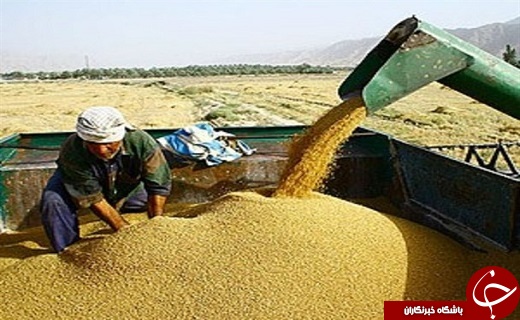 ۴۳۰ هزارتن گندم به صورت تضمینی از کشاورزان آذربایجان غربی خریداری شد