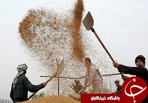 ۴۳۰ هزارتن گندم به صورت تضمینی از کشاورزان آذربایجان غربی خریداری شد