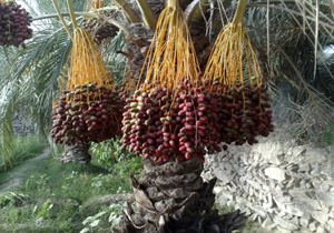 خشکیدگی نخلستان‌های خرما در رودبار جنوب + تصاویر