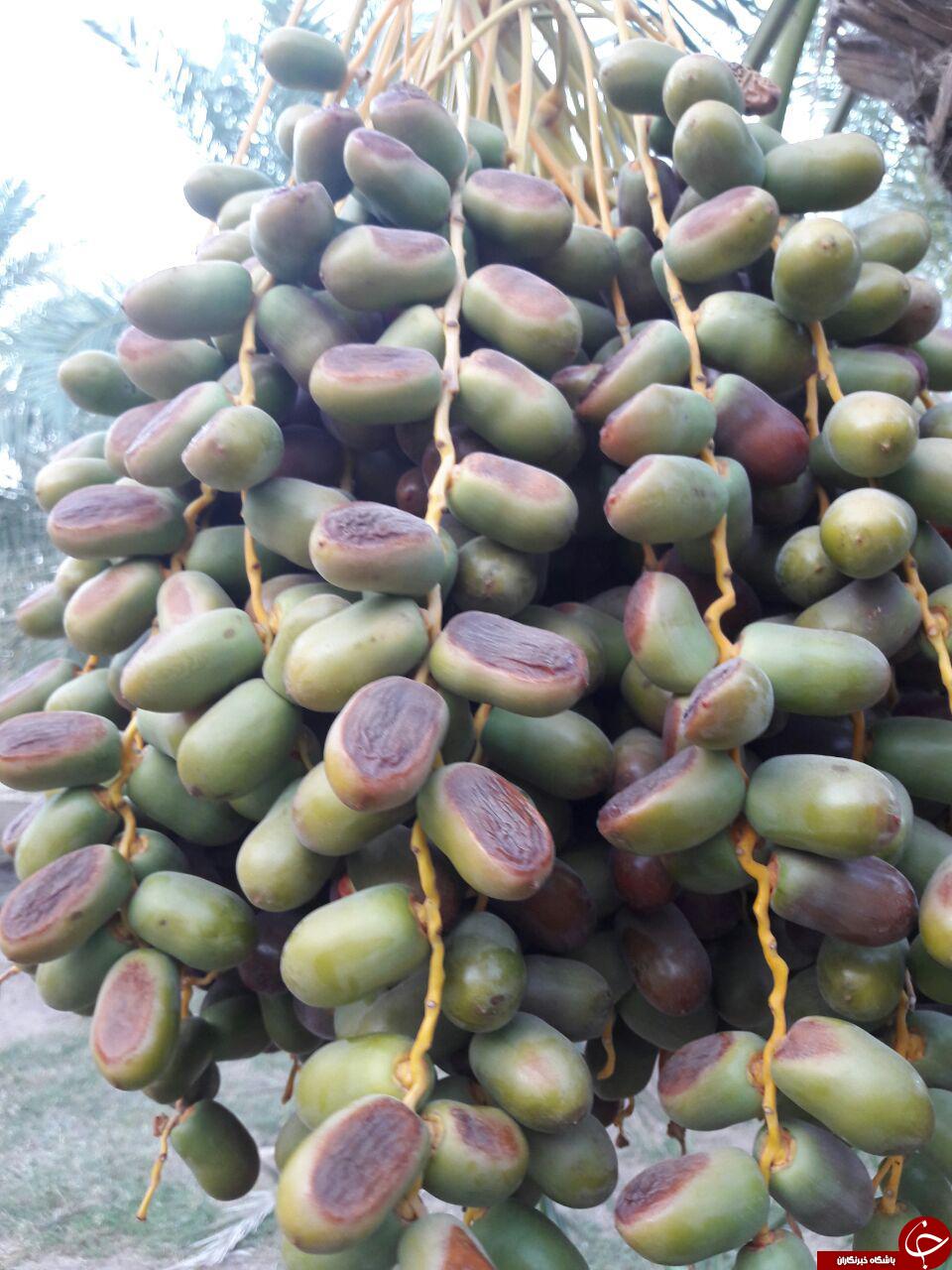 خشکیدگی نخلستان&zwnj;های خرما در رودبار جنوب + تصاویر