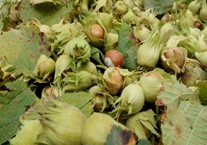 آغاز فندق چینی در الموت