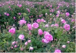 شهرستان خلخال مستعد کشت گل محمدی است