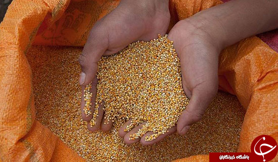 گیاهی با قدمت پنج هزار ساله! + تصاویر
