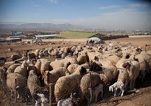 دستگیری سارقان ۱۲۰ راس دام در میاندوآب