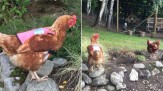 باشگاه خبرنگاران -این مرغ‌ها با مهمانان احوالپرسی می‌کنند +تصاویر