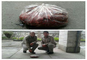 دستگیری شکارچی کل وحشی در چالوس