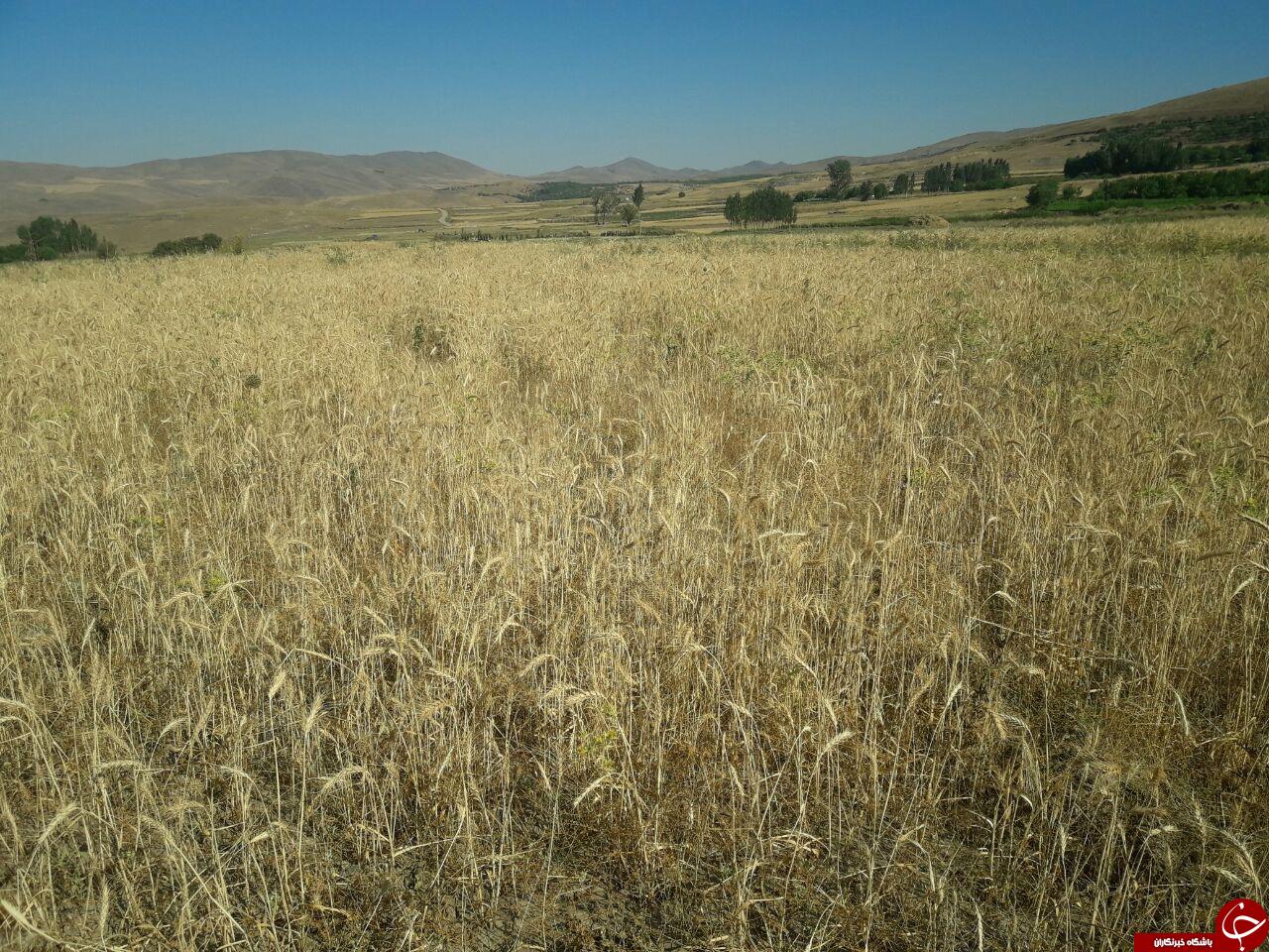 گندم زارهای منطقه پنجه بس با قدمتی ۸۰۰ ساله + تصاویر