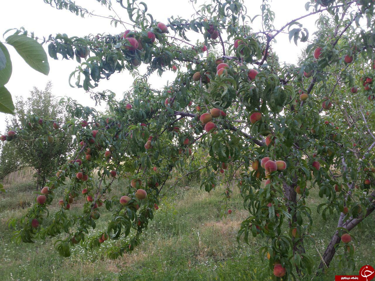 باغ درختان میوه در روستای &laquo;رنگرزان&raquo; + تصاویر