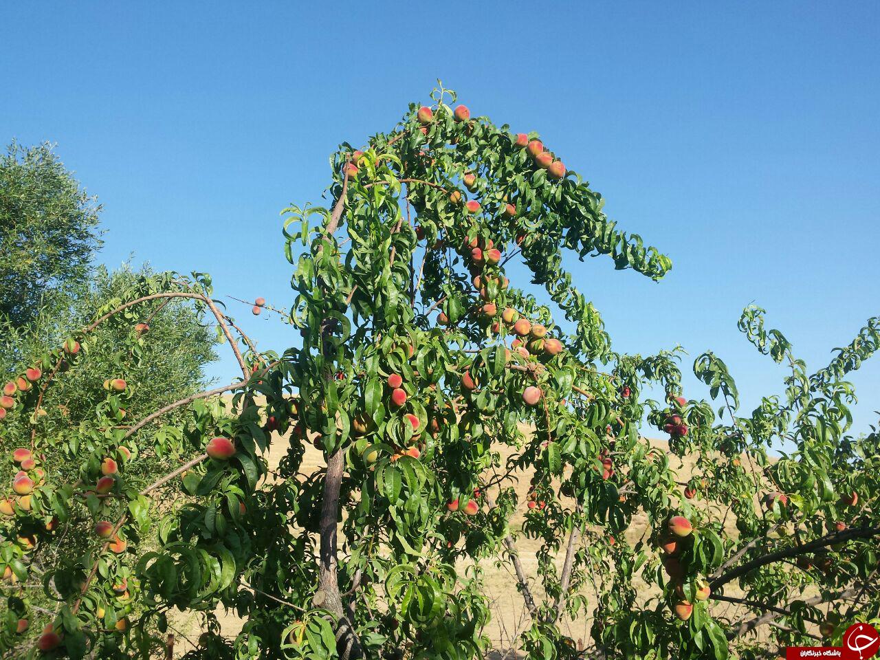 باغ درختان میوه در روستای &laquo;رنگرزان&raquo; + تصاویر