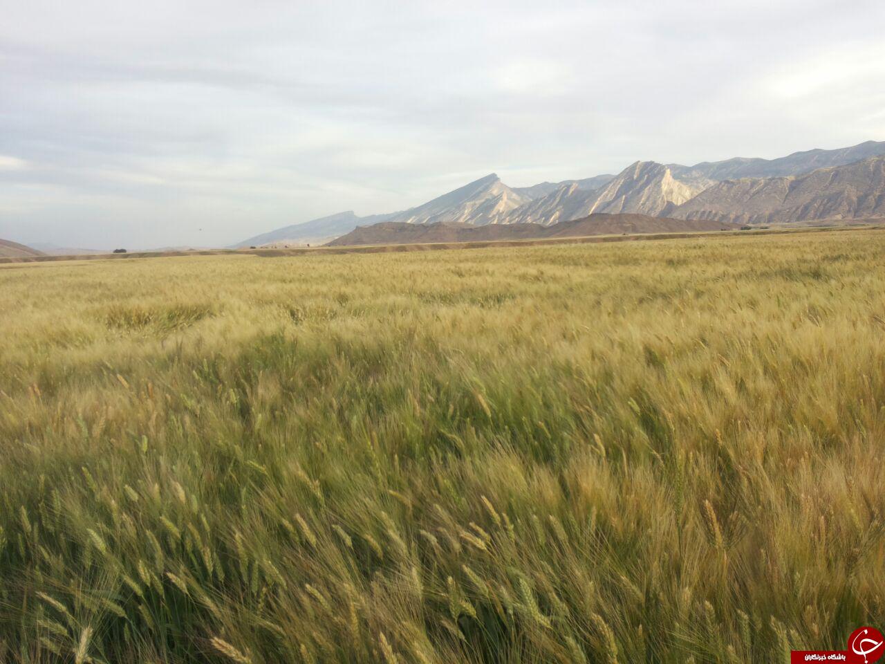طبیعت زیبا و سرسبز &laquo;دره شهر&raquo; + تصاویر
