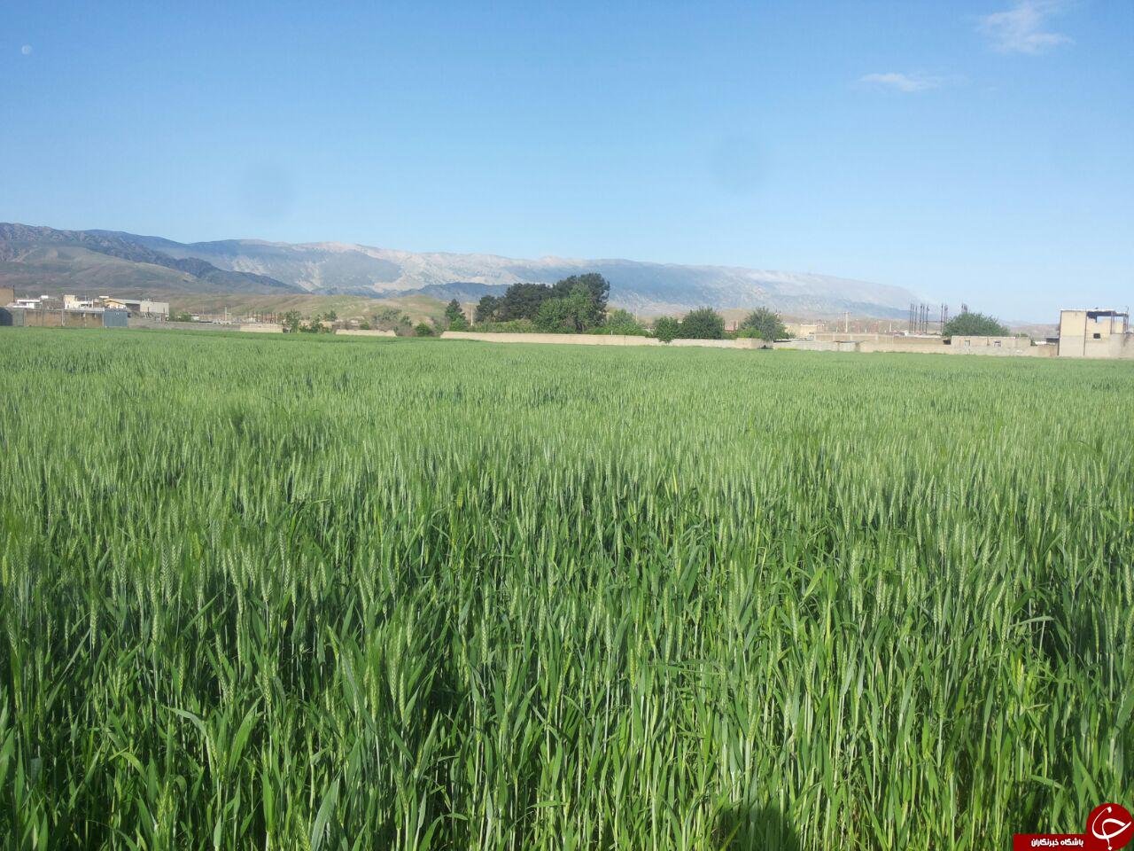 طبیعت زیبا و سرسبز &laquo;دره شهر&raquo; + تصاویر