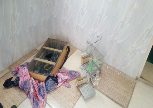 دستگیری باند زنده گیری سهره در خرم آباد