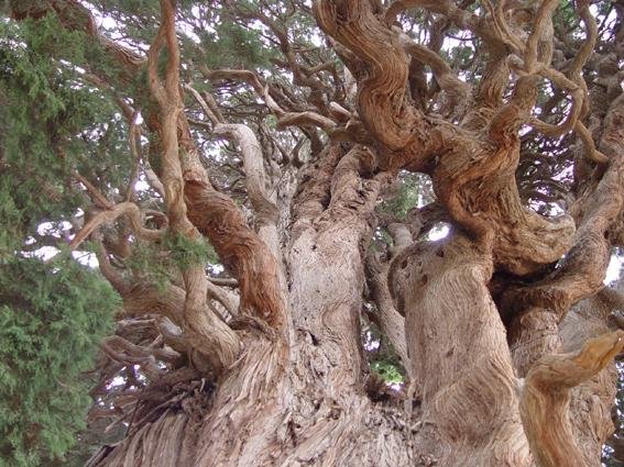 روستای طرز با سرو&zwnj;های سربه فلک کشیده تاریخی