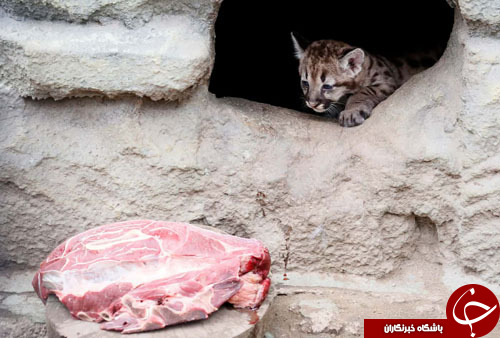 تصاویر روز: از قاچاق یک مار کبری داخل قوطی چیپس تا پذیرش نخستین سگ پناهجو در کره جنوبی