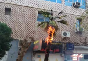 درخت نخل در آتش سوخت + فیلم