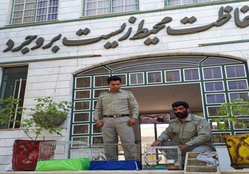 کشف و ضبط ۳۰ قطعه سهره از پرونده فروشی&zwnj;های بروجرد