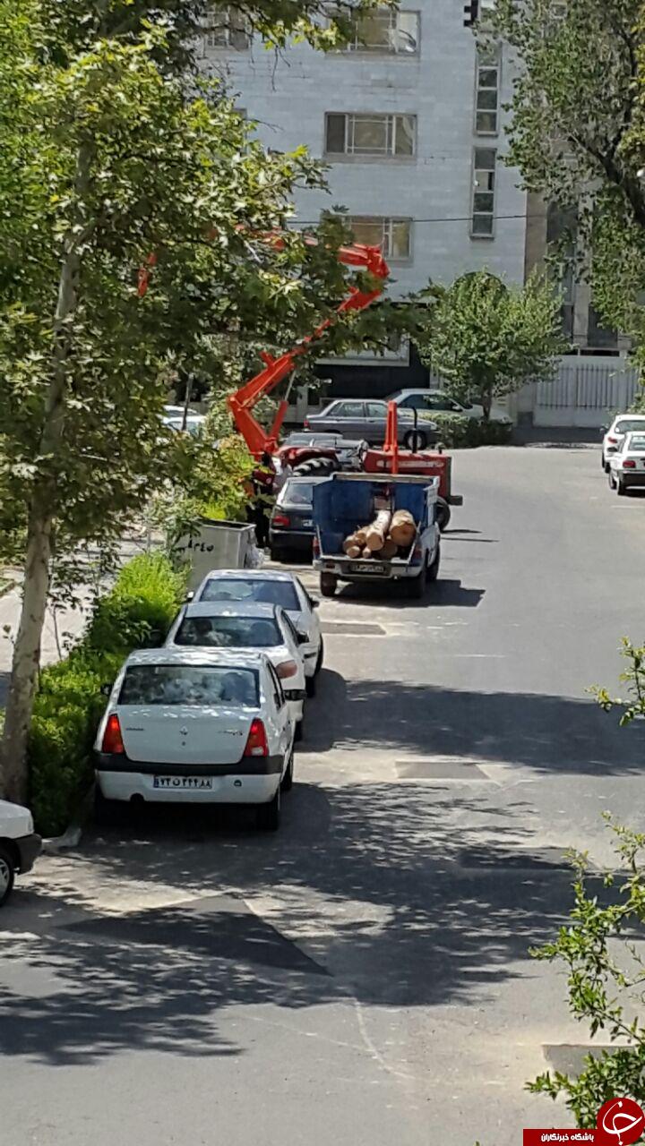 قلع و قمع درختان منطقه نارمک + تصاویر