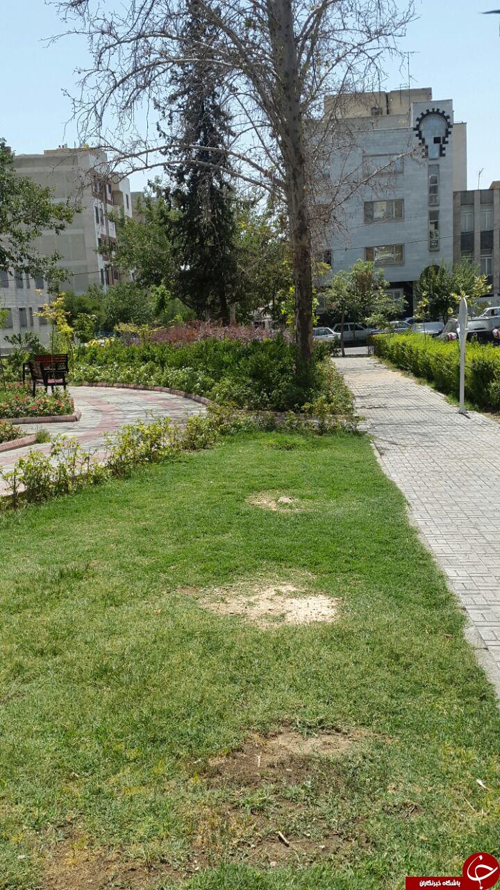 قلع و قمع درختان منطقه نارمک + تصاویر