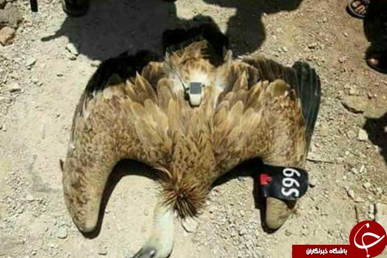 کرکس جاسوس بازداشت شد+عکس
