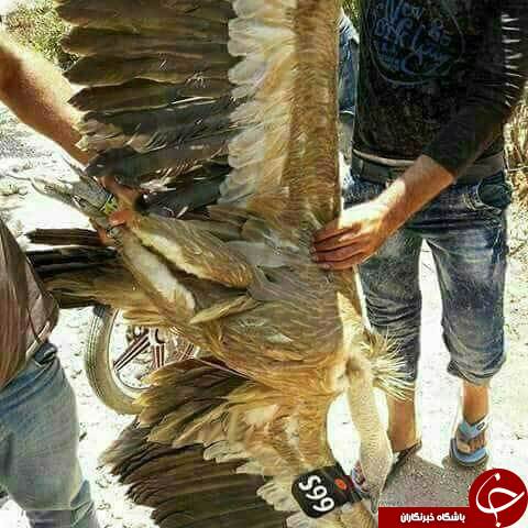 کرکس جاسوس بازداشت شد+عکس