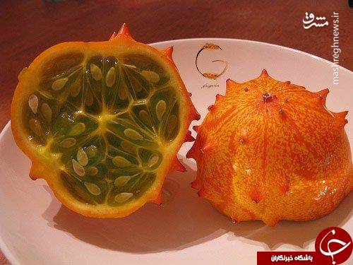 خیار آفریقایی دیده اید+عکس