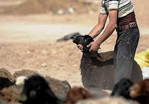چوپان دلفانی به سارقان احشام خود شلیک کرد