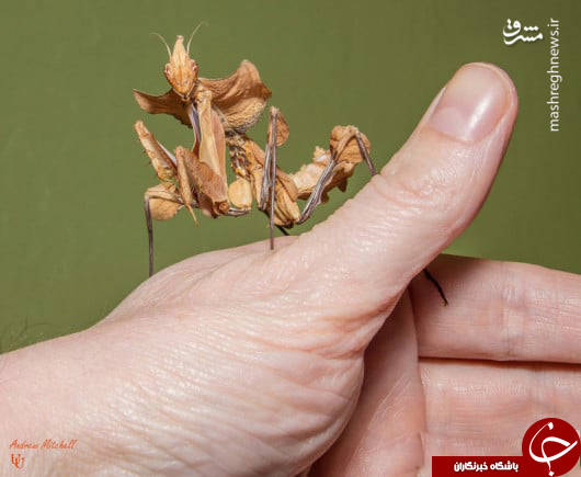 عجیب&zwnj;ترین حشرات جهان+عکس