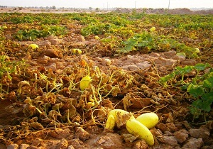 خسارت تگرگ به جالیزهای شهرستان میامی