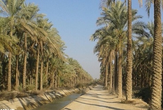 کارگاه آموزشی نخلداری در دشتستان برگزار شد