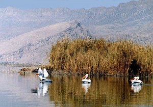 احداث دومین مرکز اطلاع رسانی و پرنده نگری در تالاب کانی برازان مهاباد