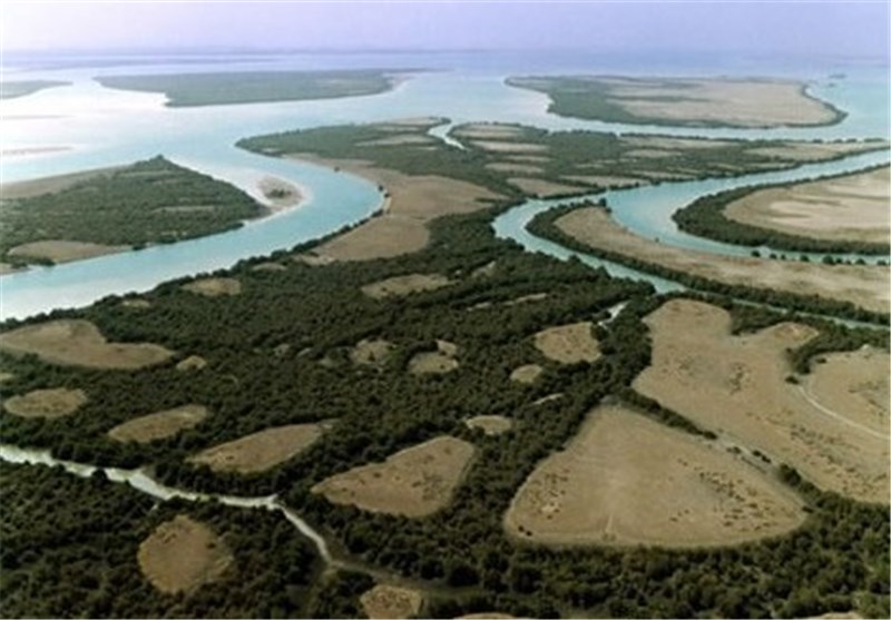 &zwnj;۸۵۰ هکتار از سواحل استان بوشهر زیر کشت &zwnj;درختان 