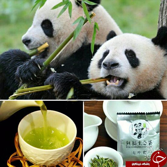 چای مدفوع پاندا، گرانترین چای جهان! +تصاویر