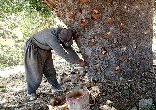 کشف ۸ گالن سقز در شهرستان پلدختر