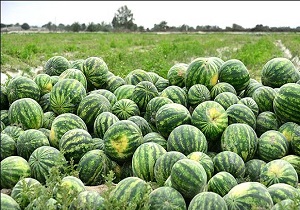 کاشت هندوانه منجر به کاهش سفره آب‌های زیر زمینی می شود
