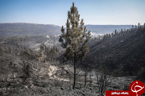 تصاویر روز: از طویل&zwnj;ترین پل معلق جهان تا قرار دادن 700 عروسک مقابل یک کلیسا