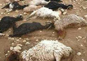 تلف شدن ۱۶ راس گوسفند درحمله گرگ های گرسنه