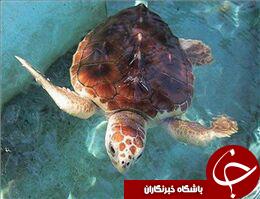 لاک‌پشت‌های دریایی برای تخم ریزی به سواحل چابهار آمدند