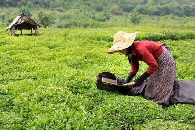 برداشت چای درچین دوم تعریفی نداشت