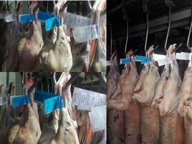 آغاز توزیع گوشت قرمز لیبل دار در بیرجند