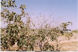 طرح بررسی عارضه سرخشکیدگی درختان پسته در رفسنجان