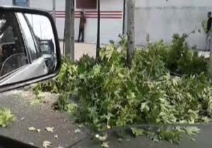 فیلمی از قطع درختان در کمربندی شهر لنگرود