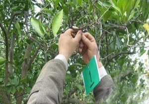 مبارزه بیولوژیک با آفات در باغات مرکبات