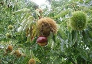 اجرای طرح مطالعاتی بررسی تنوع ذخیره گاه طبیعی ژرم پلاسم فندق شمالغرب