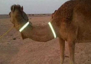 کاهش تصادفات جاده ای با نصب شبرنگ به شترهای سرگردان