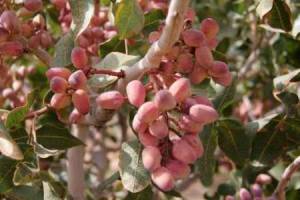 بیش از 2 هزار هکتار سطح زیر کشت پسته در سرایان