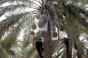 توسعه شهرستان کارون مستلزم مشارکت صنایع پیرامون